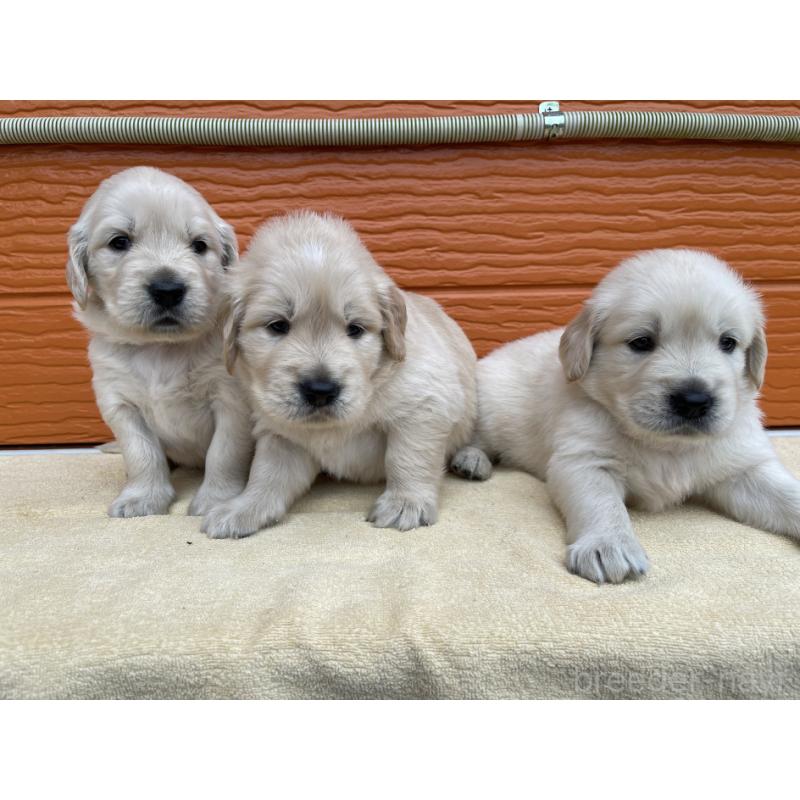 販売中の茨城県のゴールデンレトリーバー-427935の7枚目