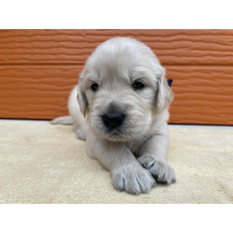 販売中の茨城県のゴールデンレトリーバー-427935の6枚目