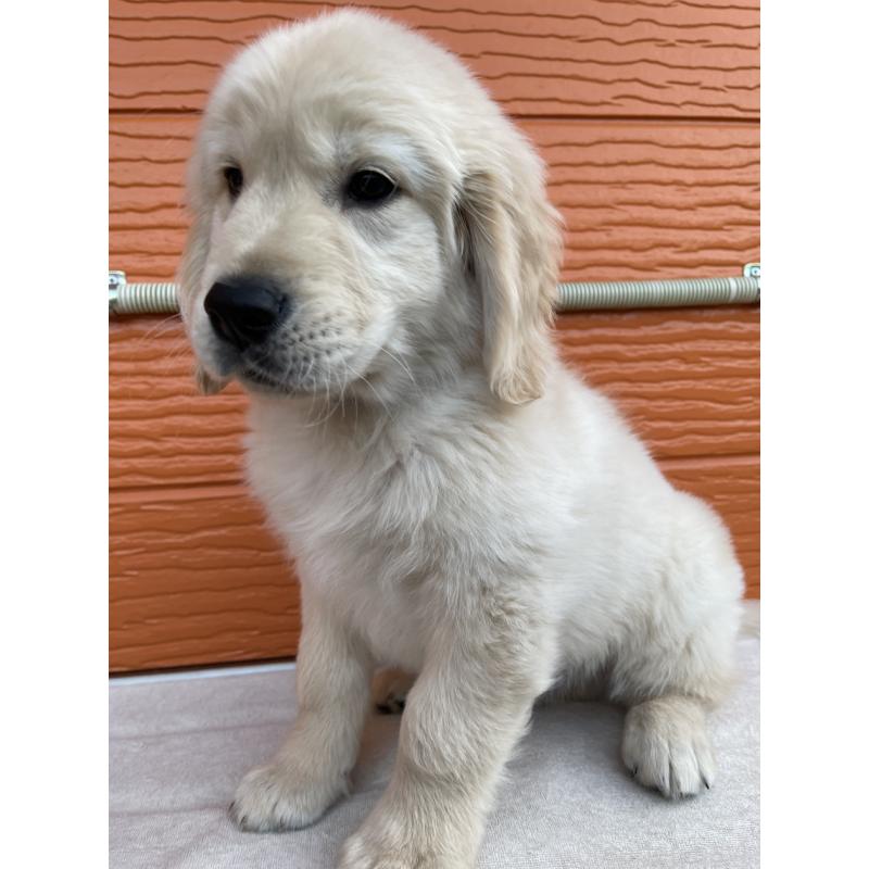 販売中の茨城県のゴールデンレトリーバー-427935の5枚目