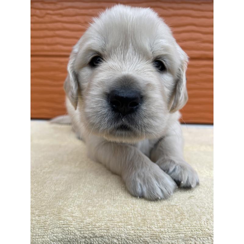 販売中の茨城県のゴールデンレトリーバー-427935の4枚目