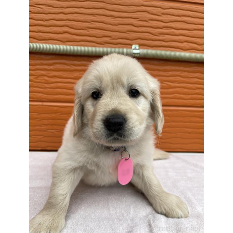 販売中の茨城県のゴールデンレトリーバー-427935の3枚目