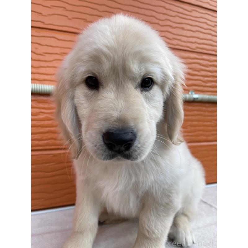 販売中の茨城県のゴールデンレトリーバー-427935の2枚目