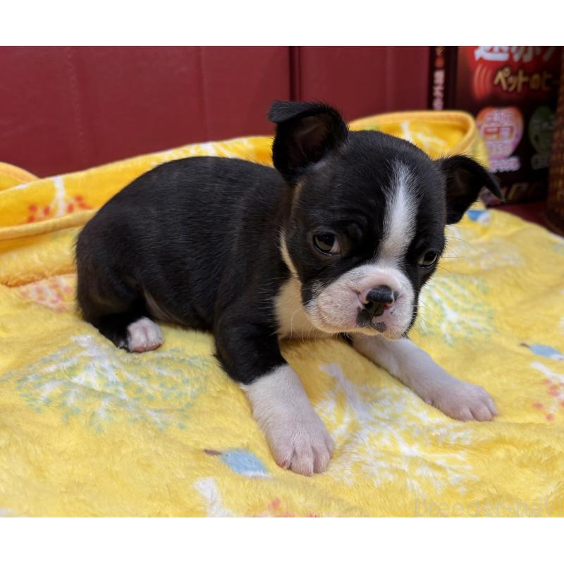 販売中の京都府のボストンテリア-427936の4枚目