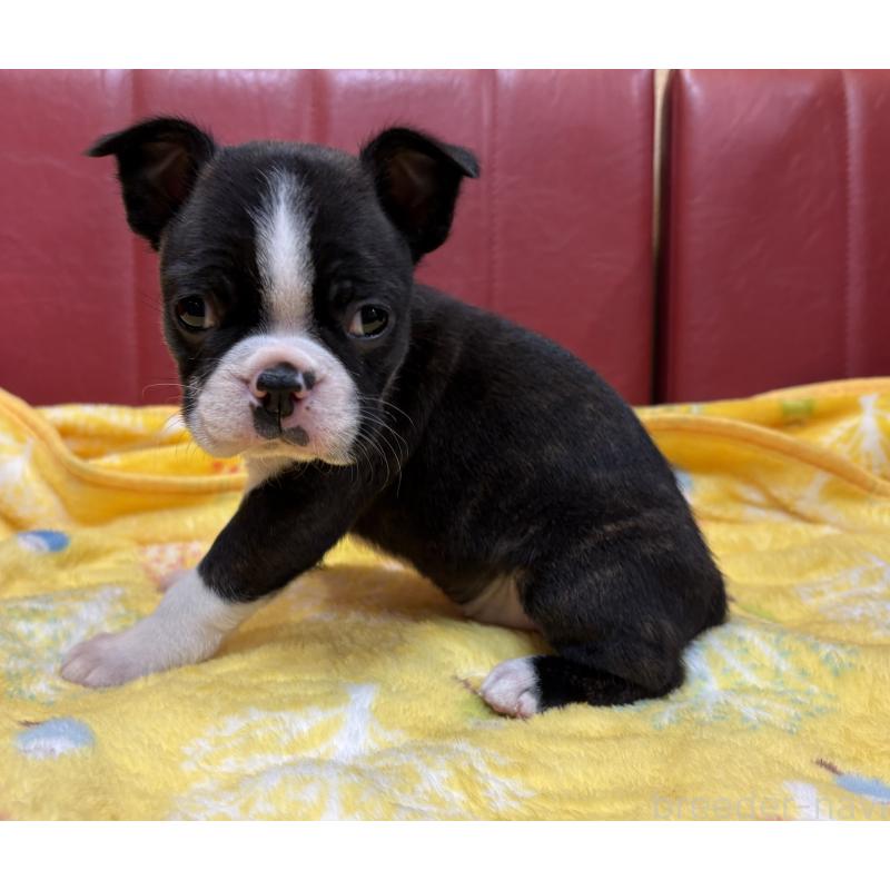 販売中の京都府のボストンテリア-427936の3枚目