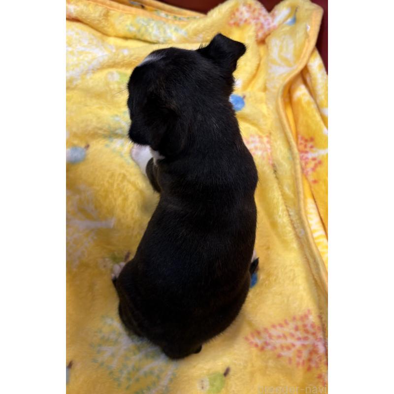 販売中の京都府のボストンテリア-427936の2枚目