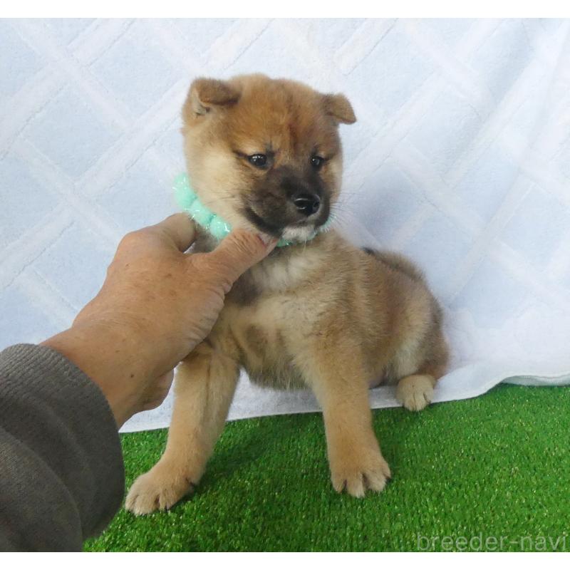 販売中の静岡県の柴犬-427937の7枚目