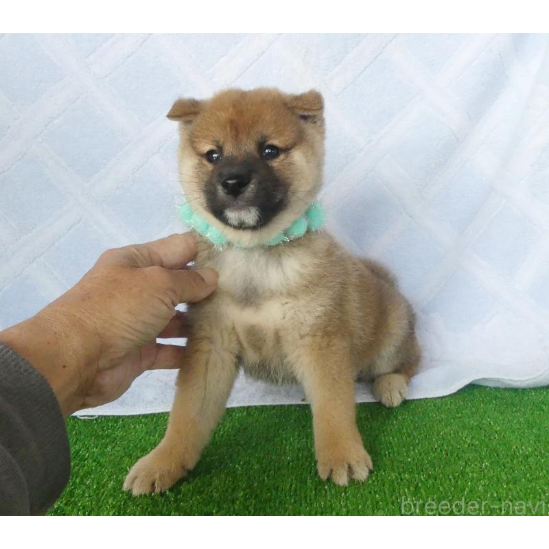 販売中の静岡県の柴犬-427937の5枚目