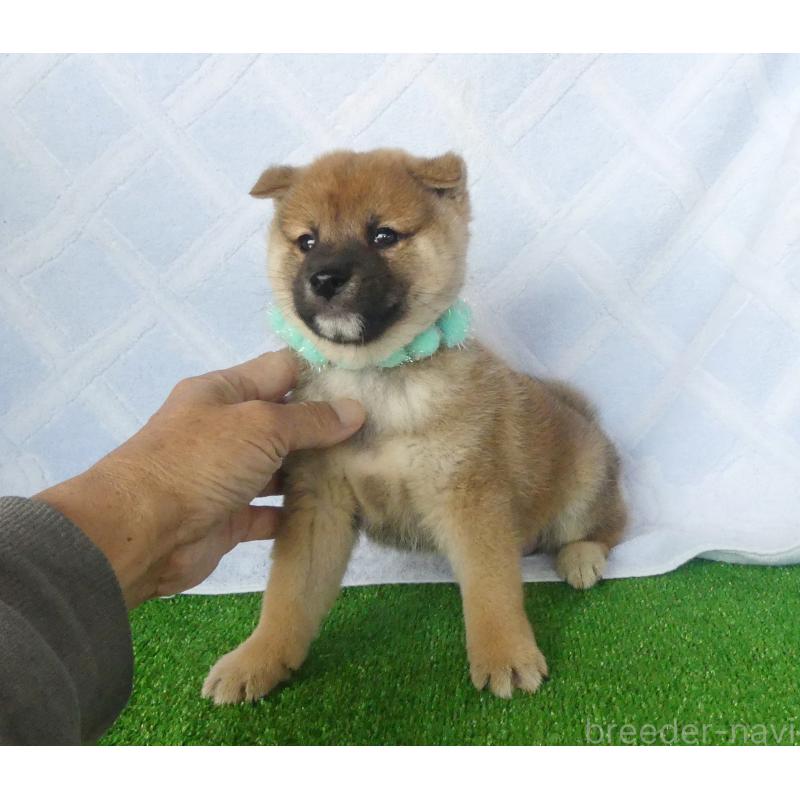 販売中の静岡県の柴犬-427937の4枚目