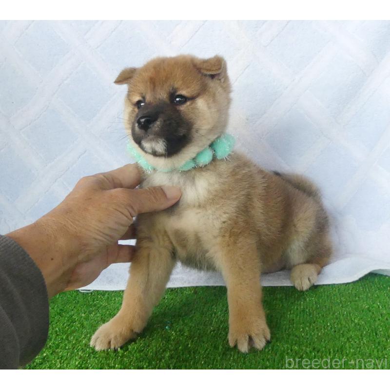 販売中の静岡県の柴犬-427937の3枚目