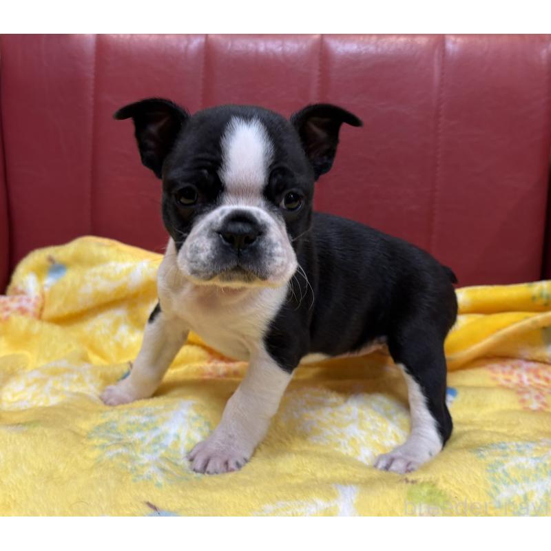 販売中の京都府のボストンテリア-427938の5枚目