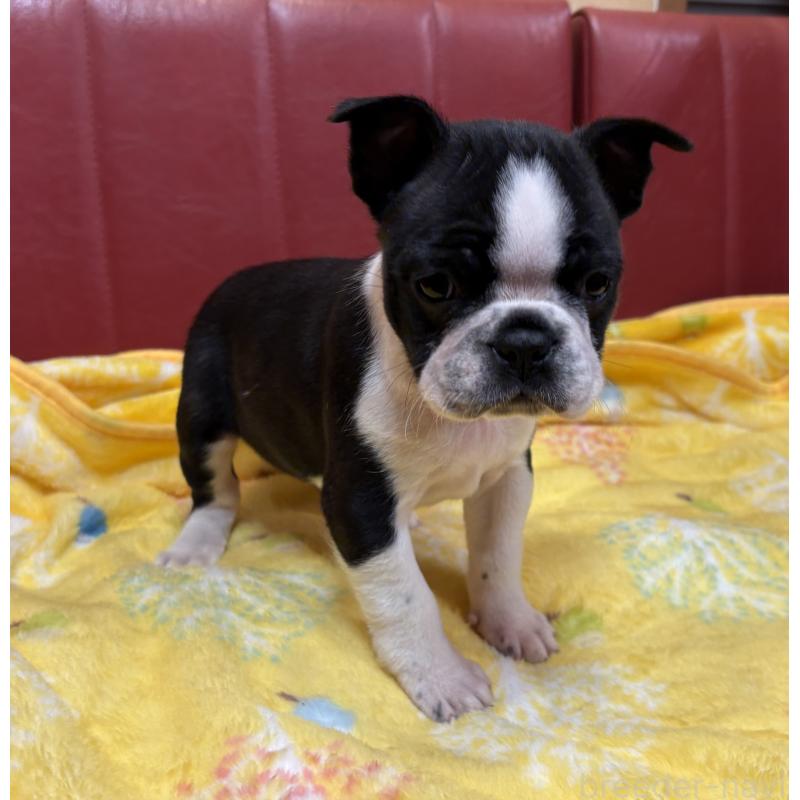 販売中の京都府のボストンテリア-427938の4枚目