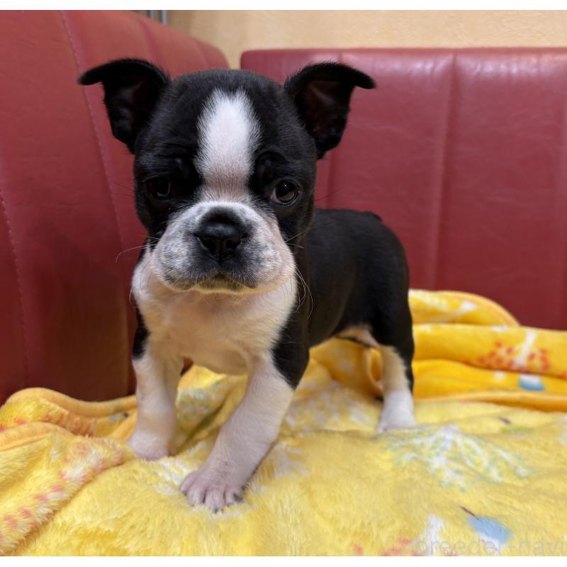 販売中の京都府のボストンテリア-427938の3枚目