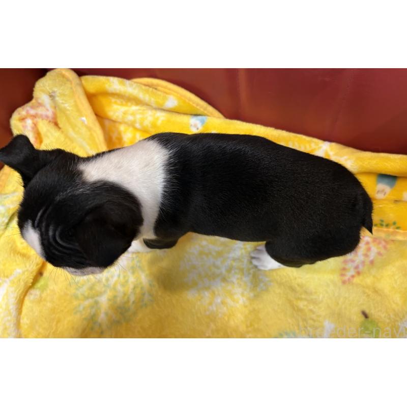 販売中の京都府のボストンテリア-427938の2枚目