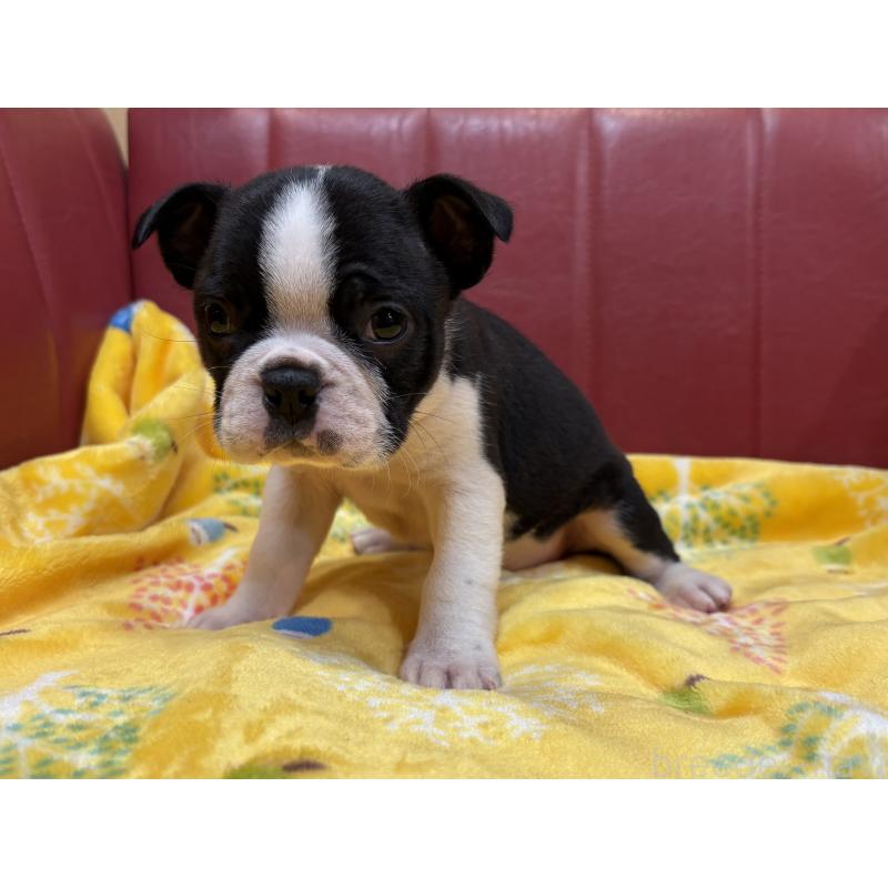 販売中の京都府のボストンテリア-427939の4枚目