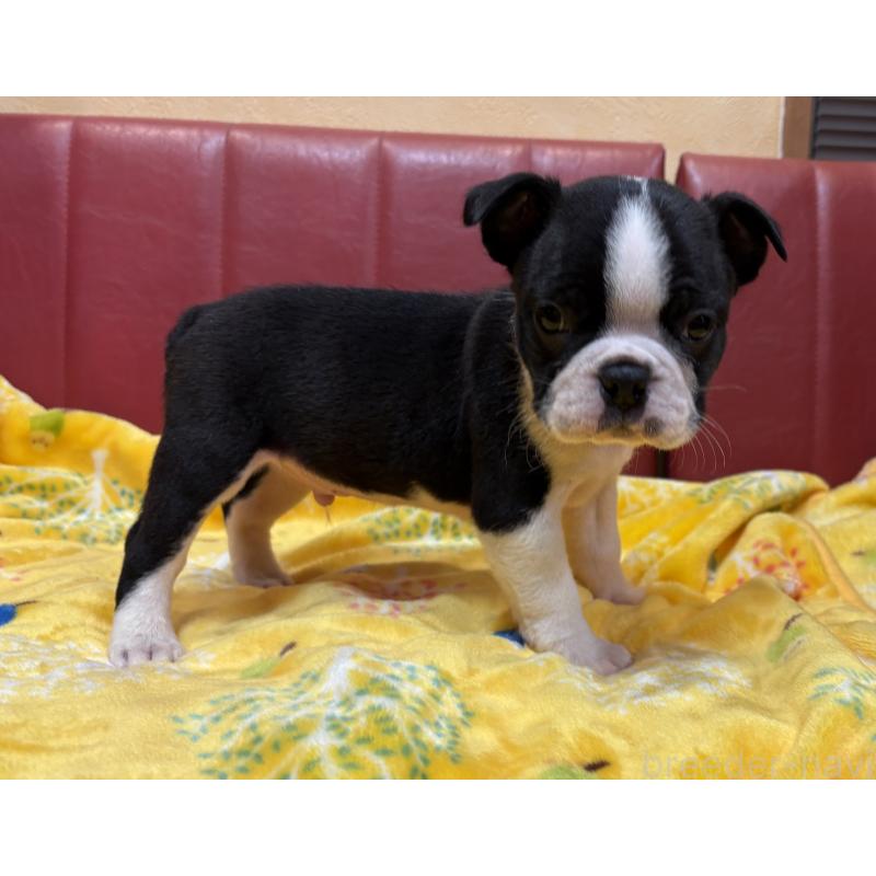 販売中の京都府のボストンテリア-427939の3枚目