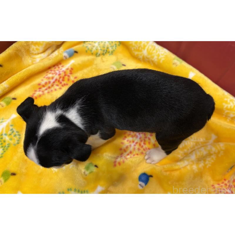 販売中の京都府のボストンテリア-427939の2枚目