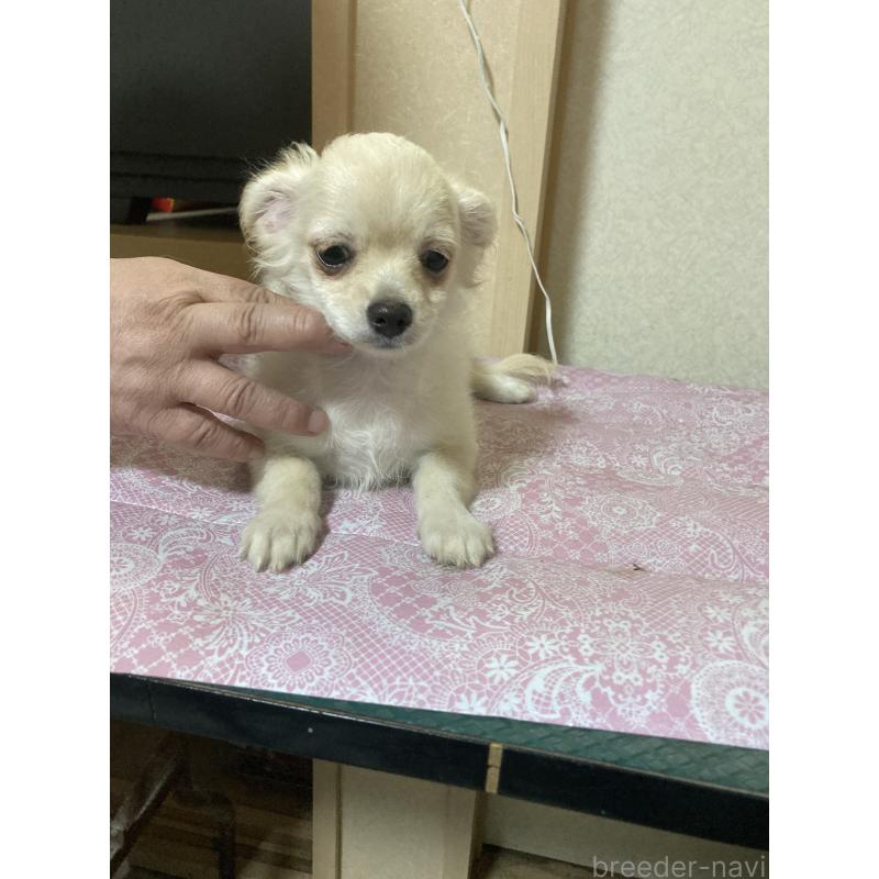 販売中の千葉県のチワワ(ロングコート)-415429の13枚目