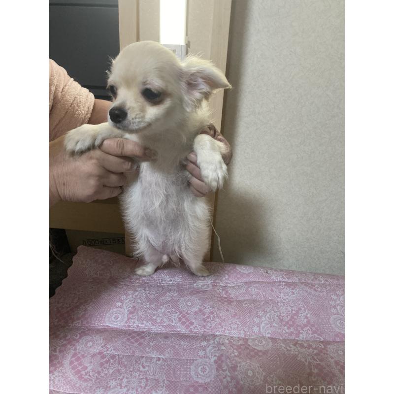 販売中の千葉県のチワワ(ロングコート)-415429の12枚目