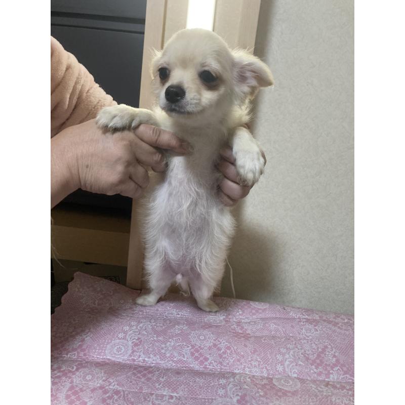 販売中の千葉県のチワワ(ロングコート)-415429の11枚目