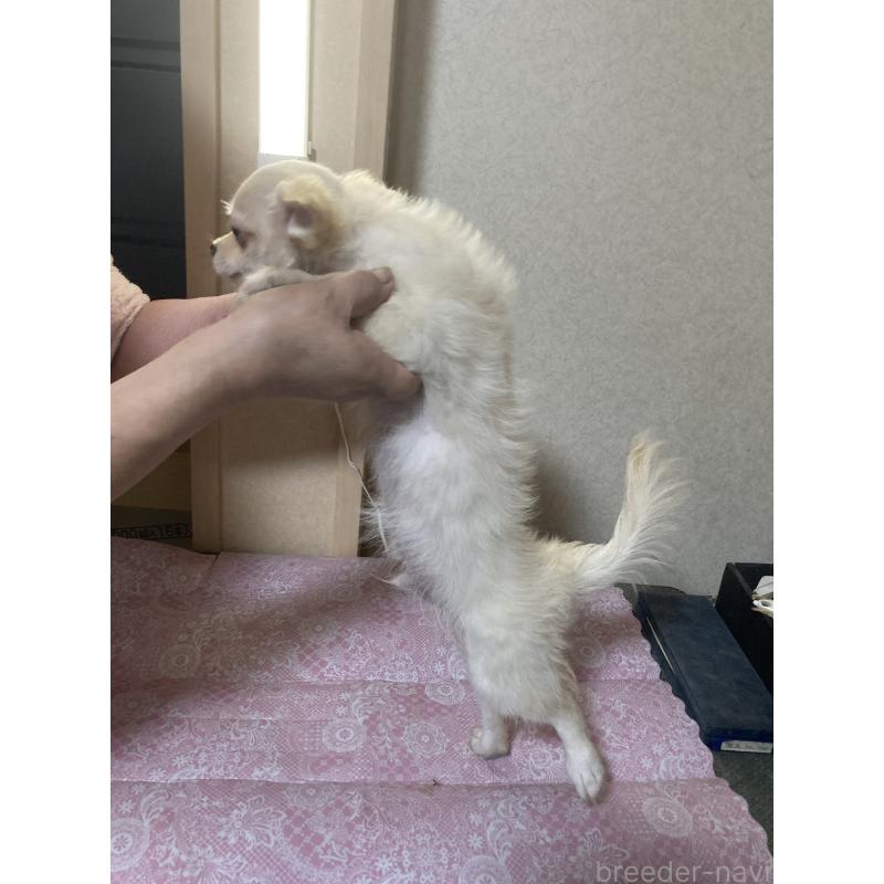 販売中の千葉県のチワワ(ロングコート)-415429の10枚目