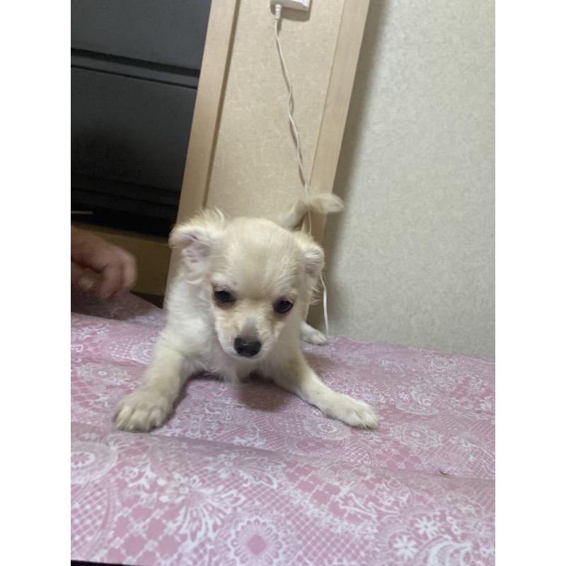 販売中の千葉県のチワワ(ロングコート)-415429の5枚目