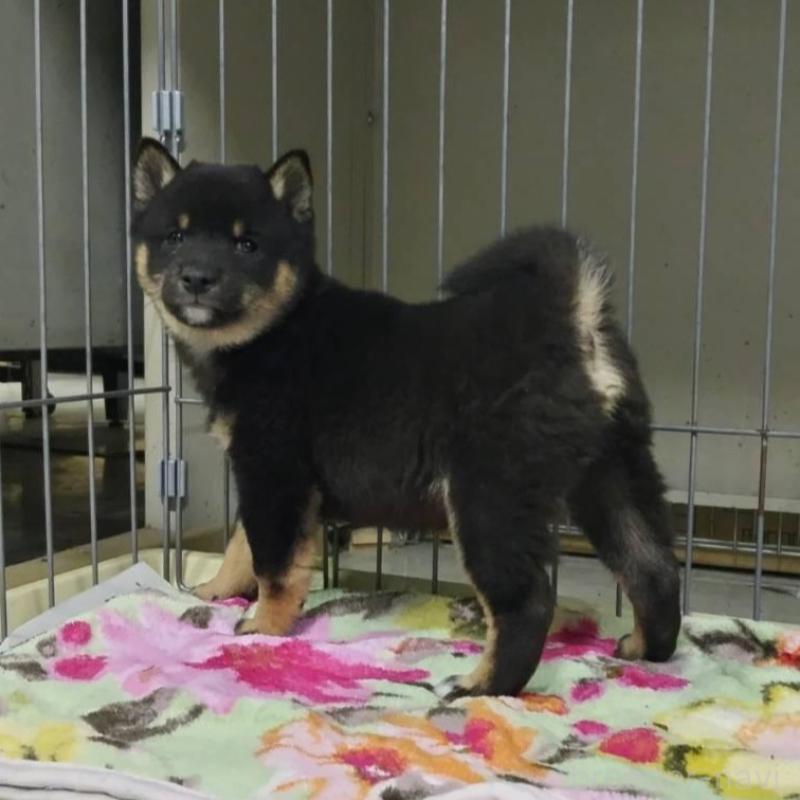 販売中の熊本県の豆柴-427941の1枚目