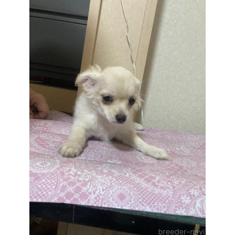 販売中の千葉県のチワワ(ロングコート)-415429の4枚目