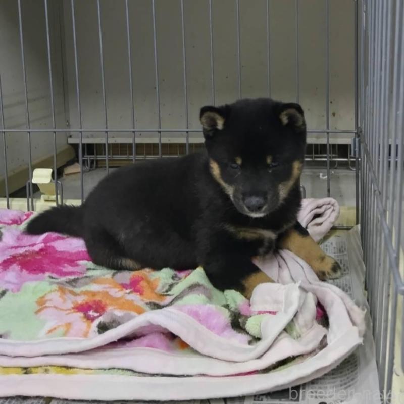 販売中の熊本県の豆柴-427941の2枚目