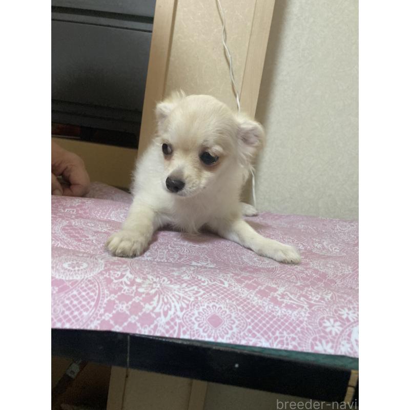 販売中の千葉県のチワワ(ロングコート)-415429の3枚目