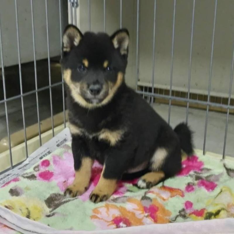 販売中の熊本県の豆柴-427942