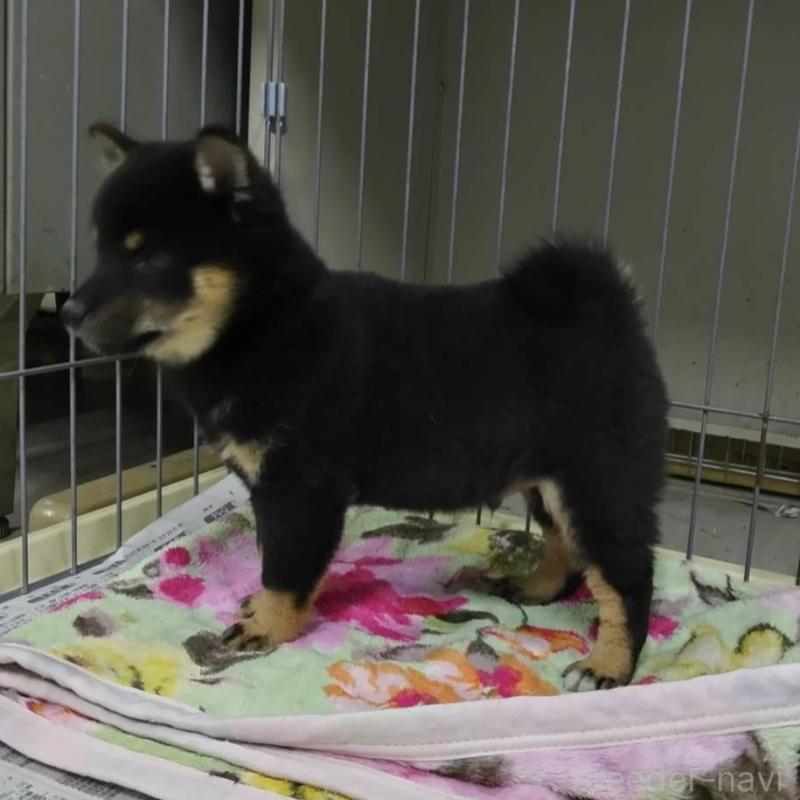 販売中の熊本県の豆柴-427942の2枚目