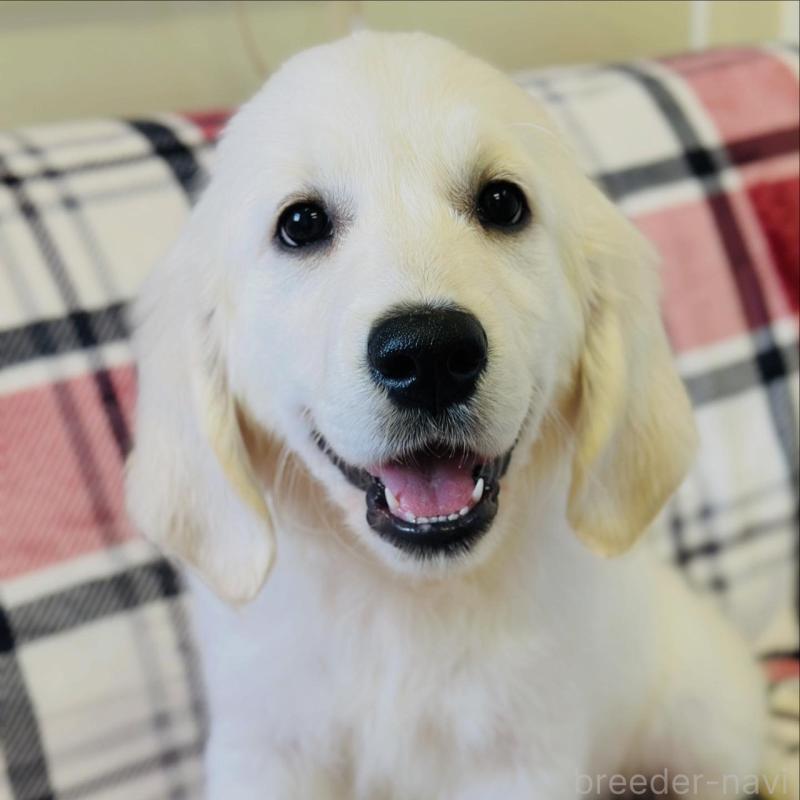 販売中の群馬県のゴールデンレトリーバー-427944の1枚目