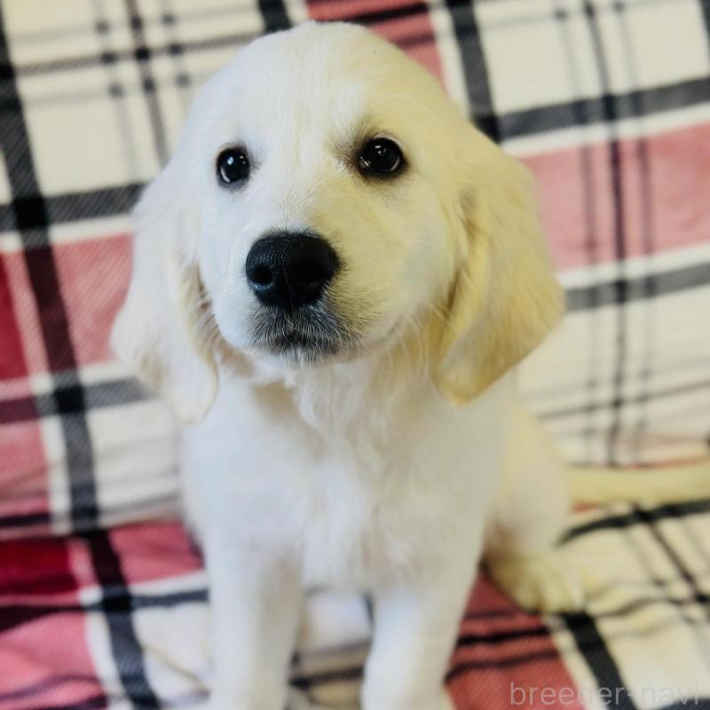 販売中の群馬県のゴールデンレトリーバー-427944の3枚目