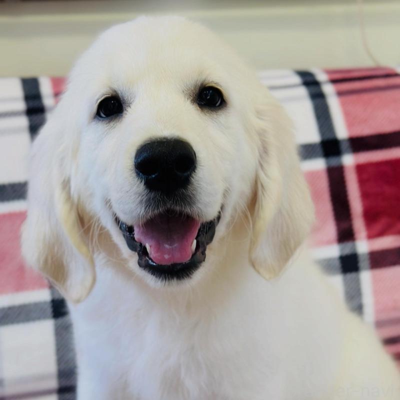 販売中の群馬県のゴールデンレトリーバー-427944の2枚目