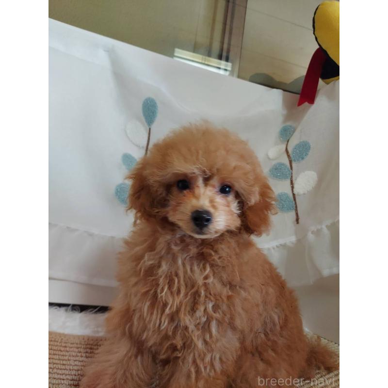 販売中の愛知県のタイニープードル-424190の15枚目