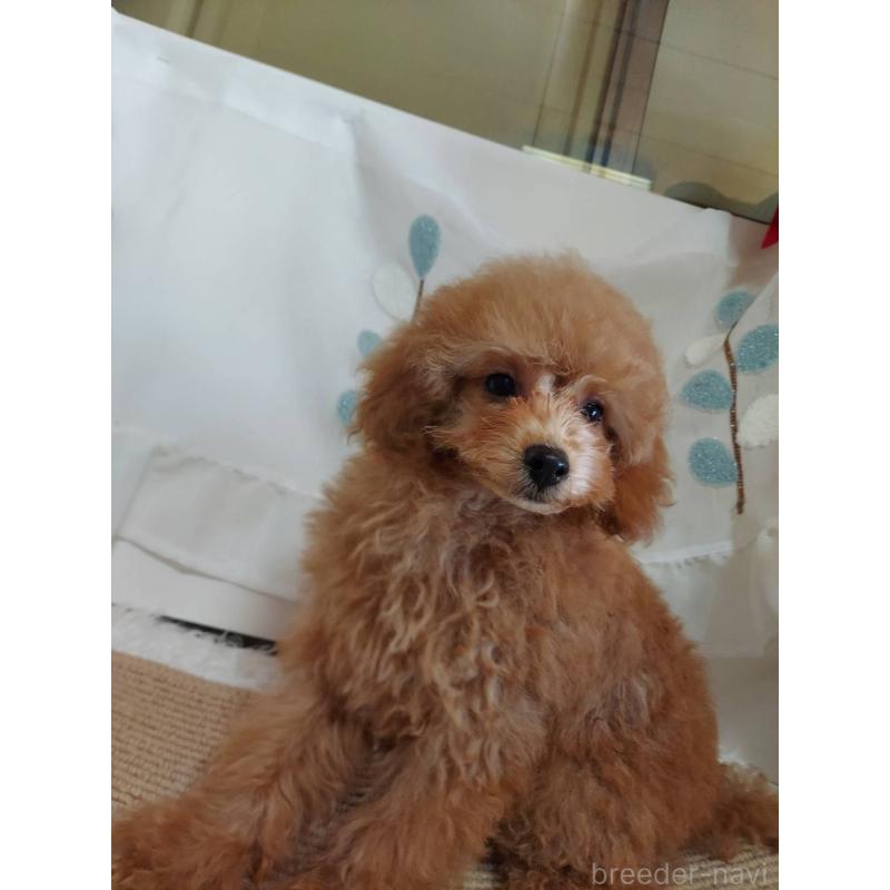 販売中の愛知県のタイニープードル-424190の14枚目