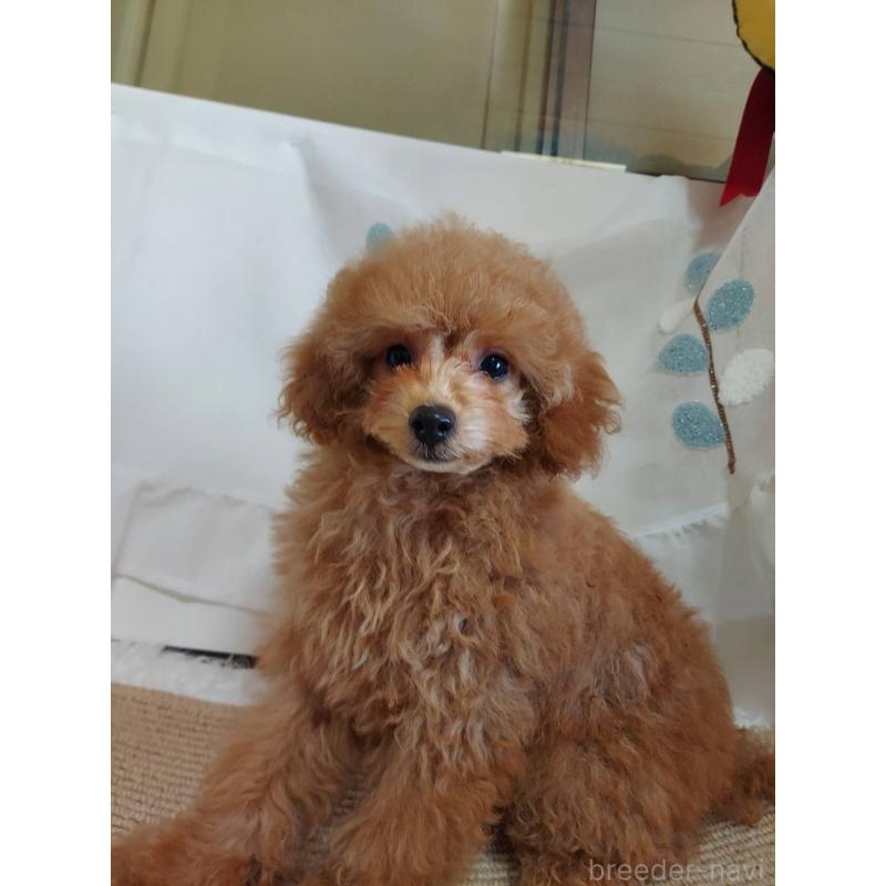 販売中の愛知県のタイニープードル-424190の13枚目