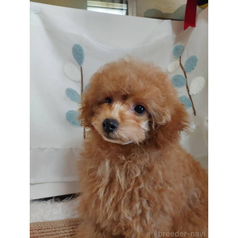 販売中の愛知県のタイニープードル-424190の12枚目
