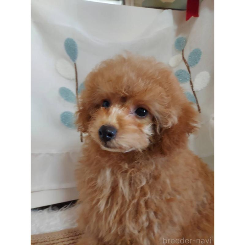 販売中の愛知県のタイニープードル-424190