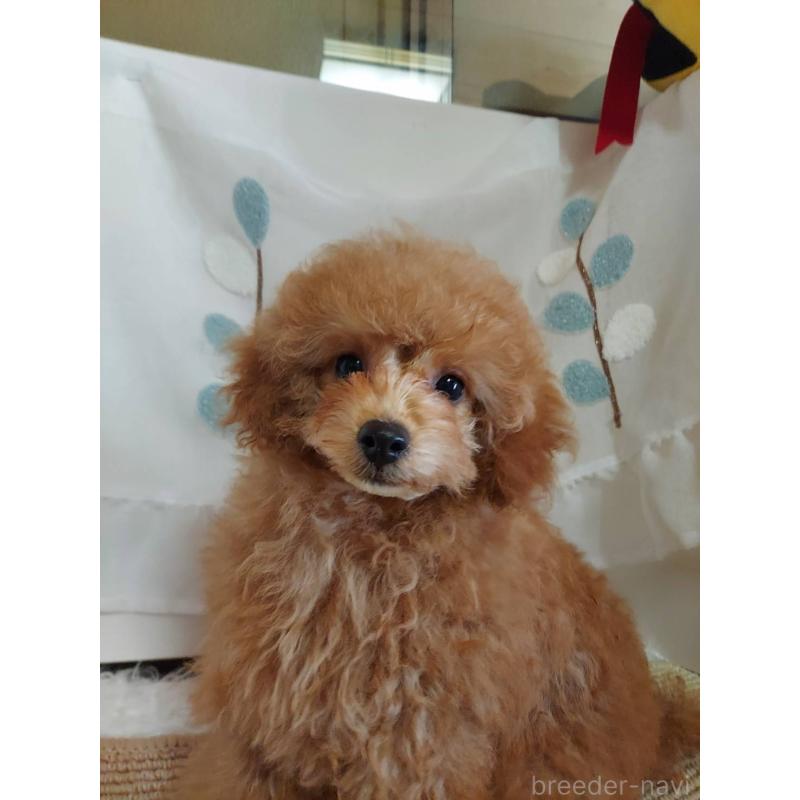 販売中の愛知県のタイニープードル-424190の11枚目