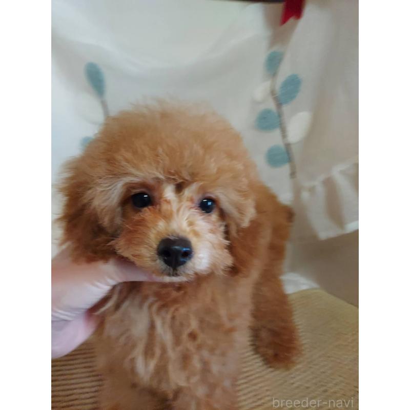 販売中の愛知県のタイニープードル-424190の10枚目