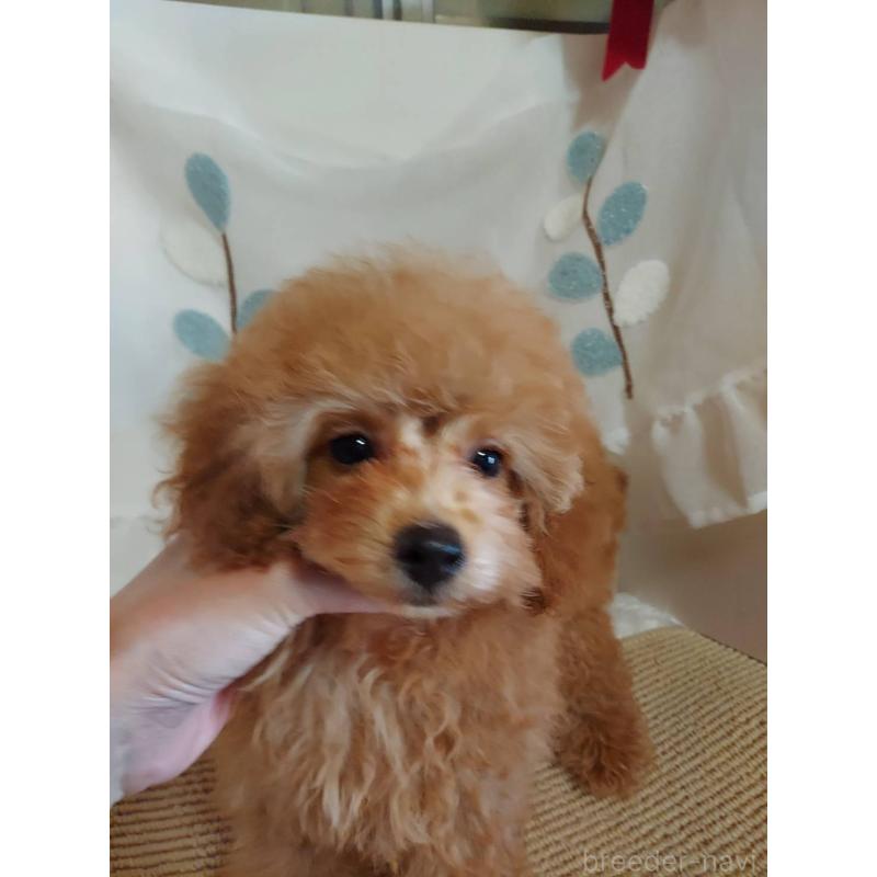販売中の愛知県のタイニープードル-424190の9枚目