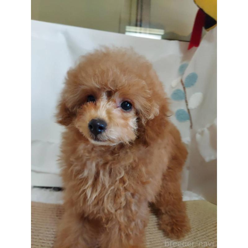 販売中の愛知県のタイニープードル-424190の8枚目