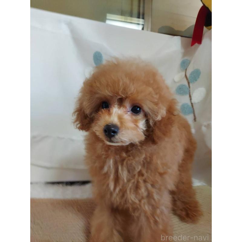 販売中の愛知県のタイニープードル-424190の7枚目