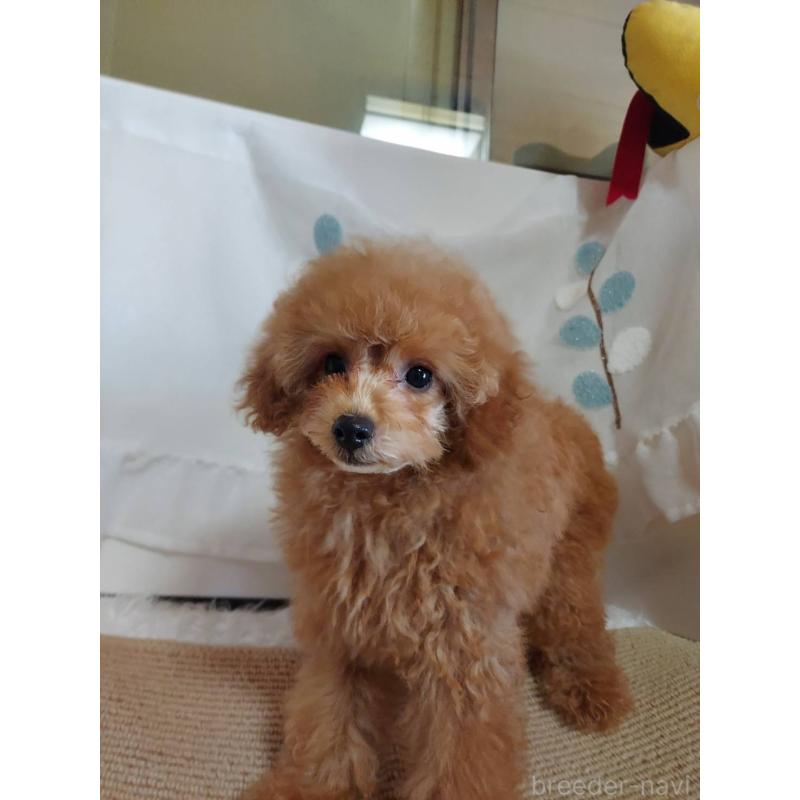 販売中の愛知県のタイニープードル-424190の6枚目