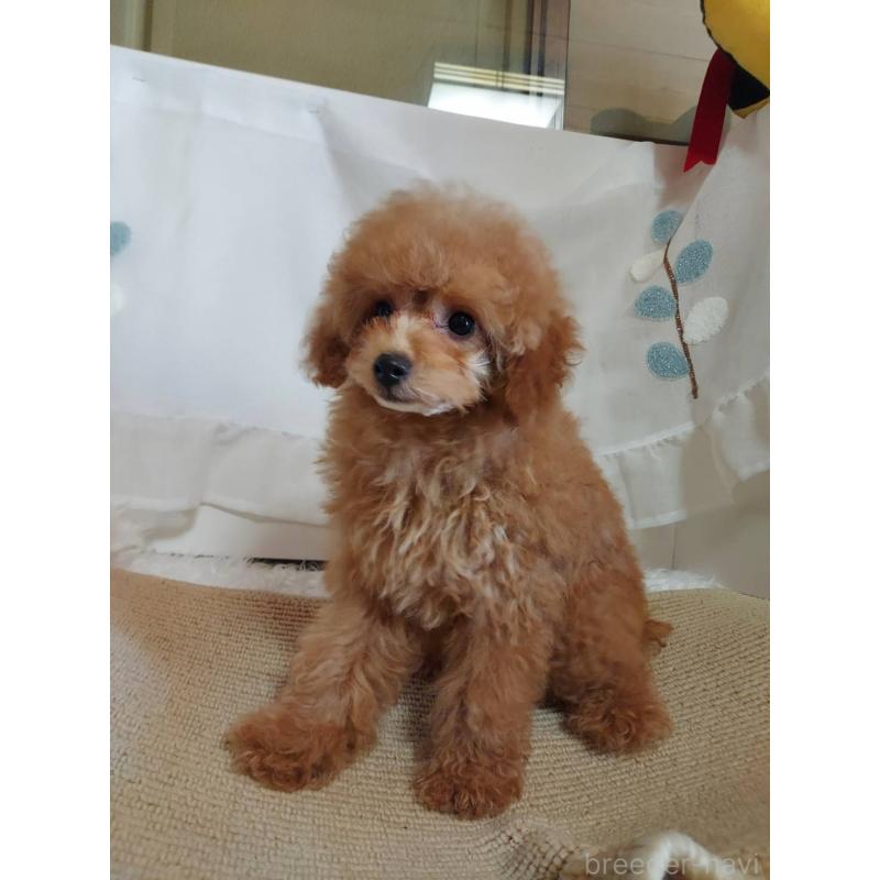 販売中の愛知県のタイニープードル-424190の5枚目