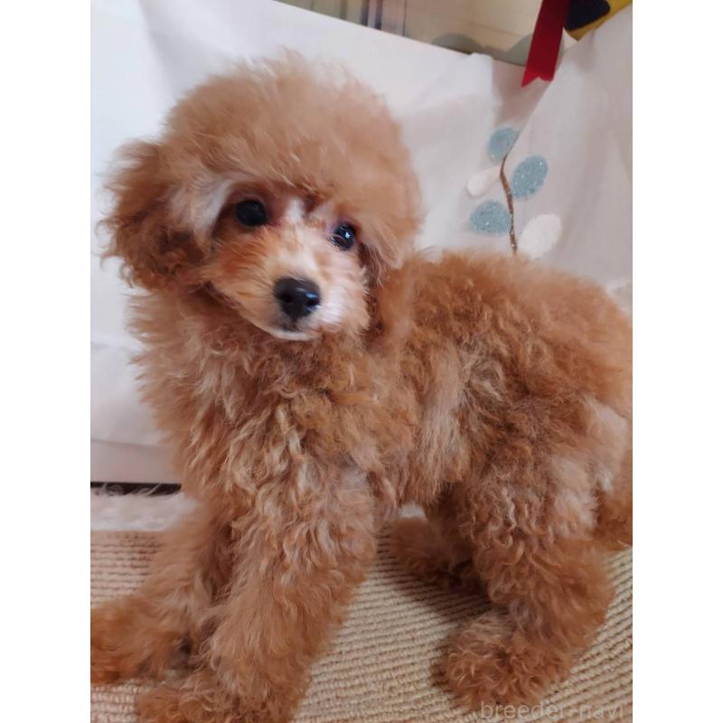 販売中の愛知県のタイニープードル-424190の4枚目