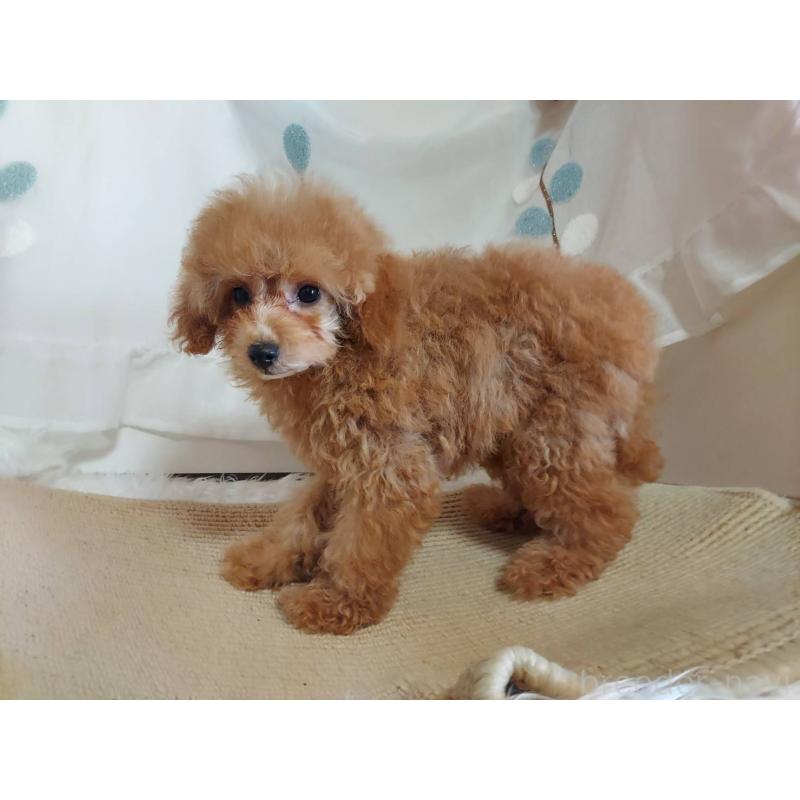 販売中の愛知県のタイニープードル-424190の3枚目