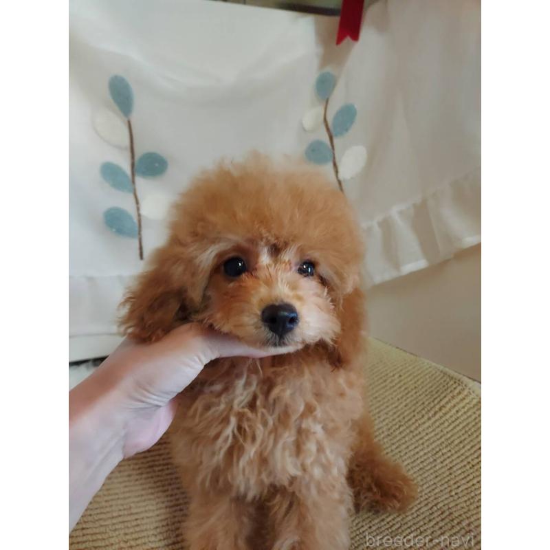 販売中の愛知県のタイニープードル-424190の2枚目