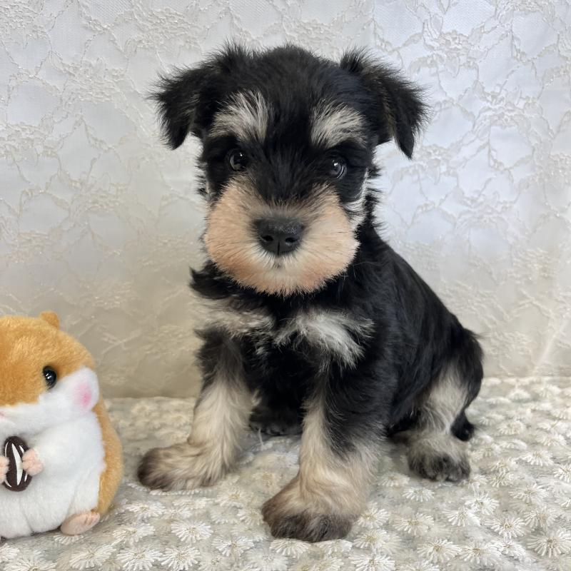 販売中の岡山県のミニチュアシュナウザー-426615